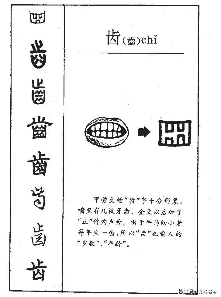 齒牙分野：從字源追溯漢字的精密認知丨文興書(shū)舍